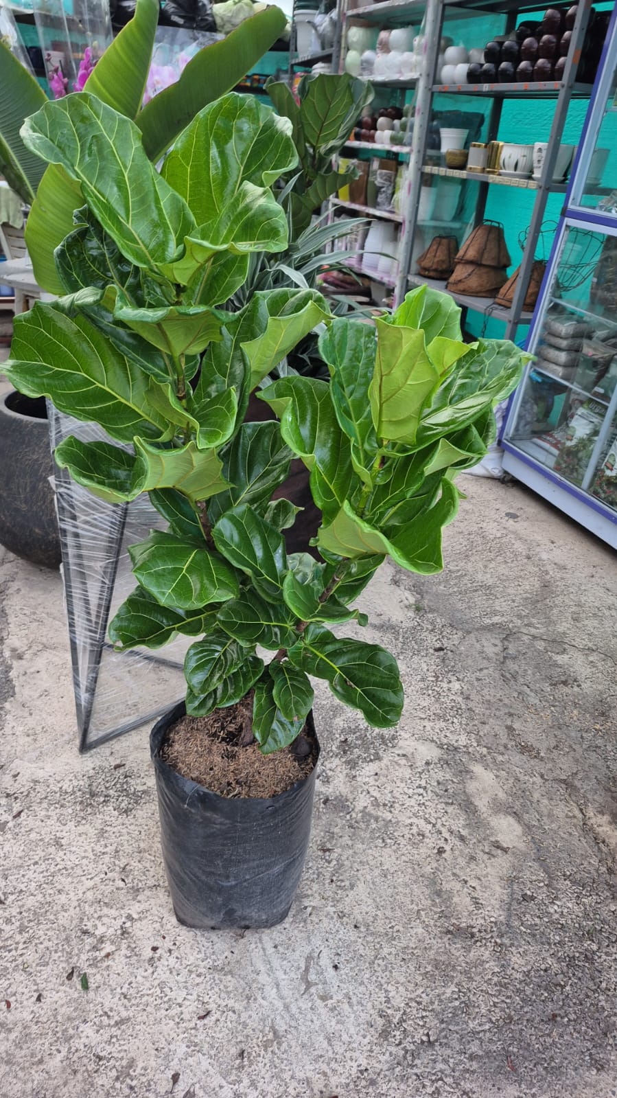 FICUS PANDURATA - Image 2