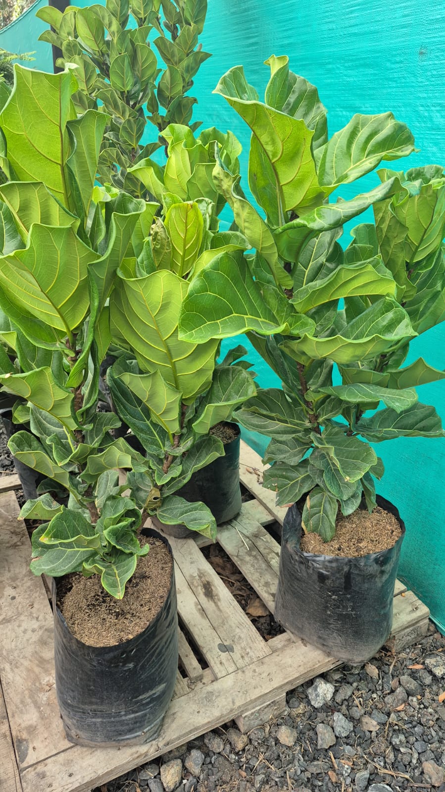 FICUS PANDURATA - Image 6