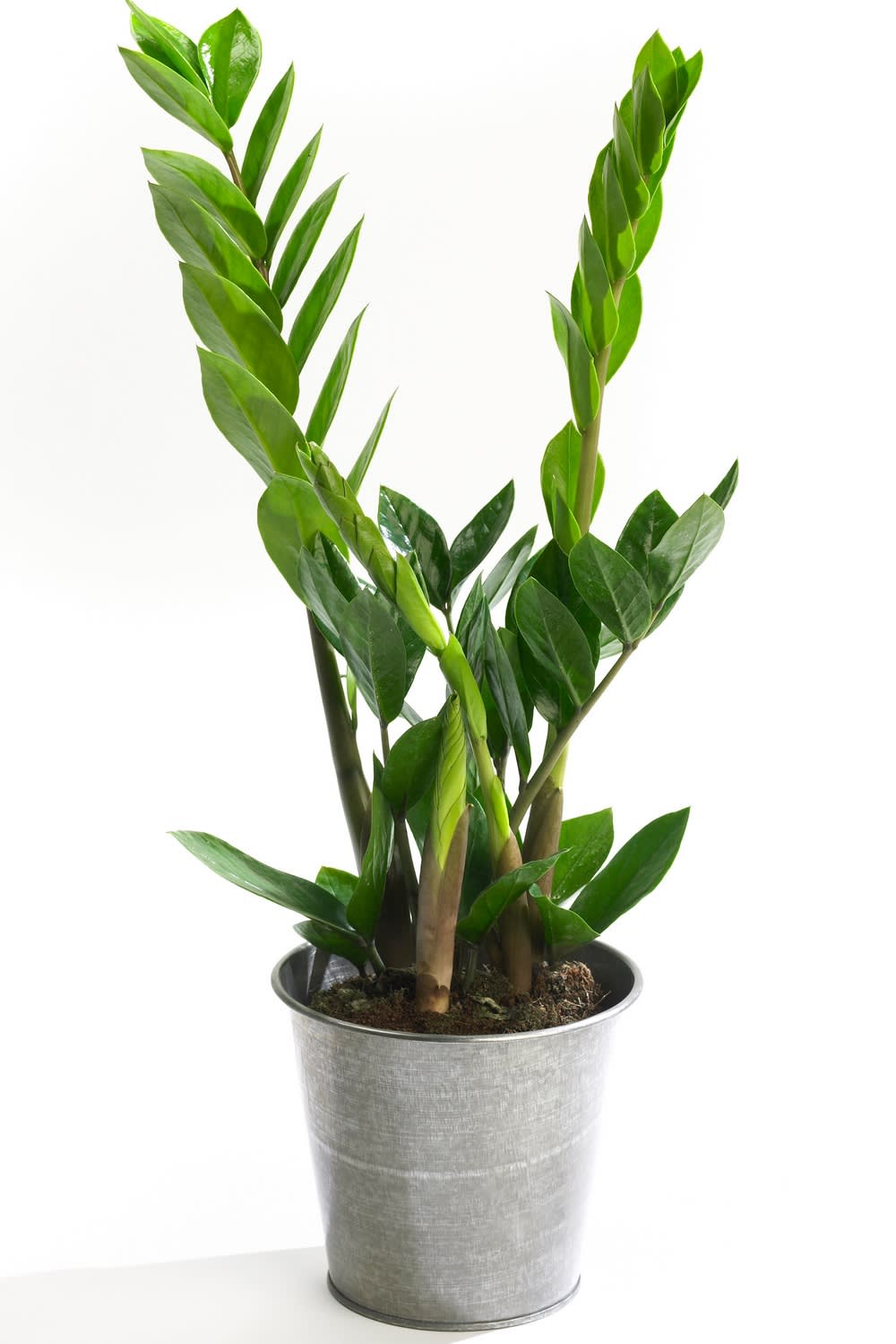 ZAMIOCULCAS ZAMIIFOLIA / ZZ - Image 2