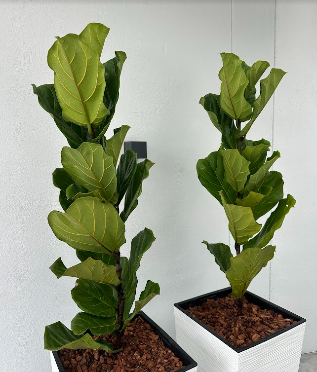 FICUS PANDURATA - Image 3