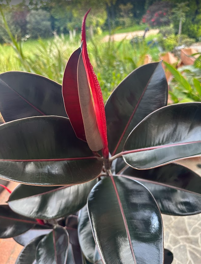 FICUS ELASTICO / CAUCHO - Image 3