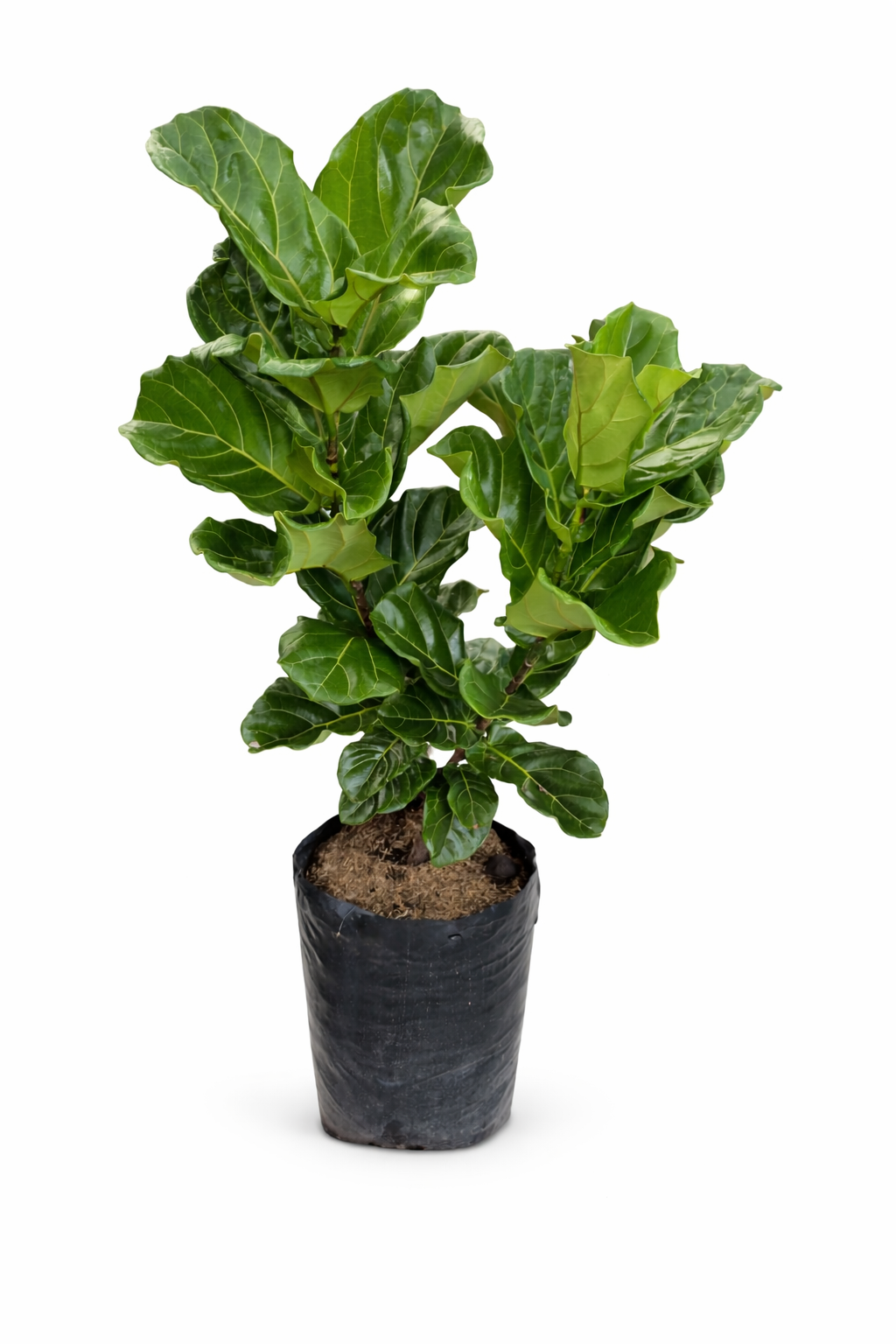 FICUS PANDURATA