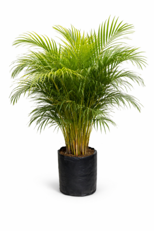 PALMA ARECA