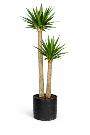 PALMA YUCA