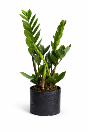 ZAMIOCULCAS ZAMIIFOLIA / ZZ
