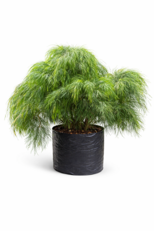 ACACIA COGNATA