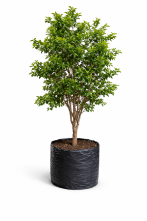 GUAYABO JABUTICABO