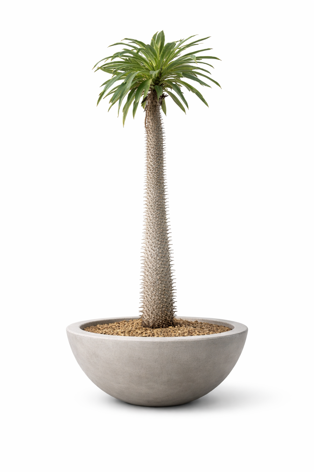 BOWL CEMENTO GRANDE - Image 3