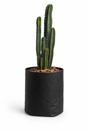 CACTUS CANDELABRO