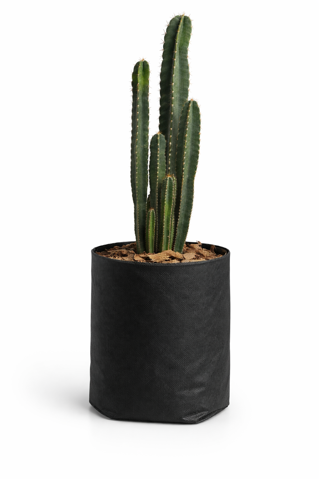 CACTUS CANDELABRO