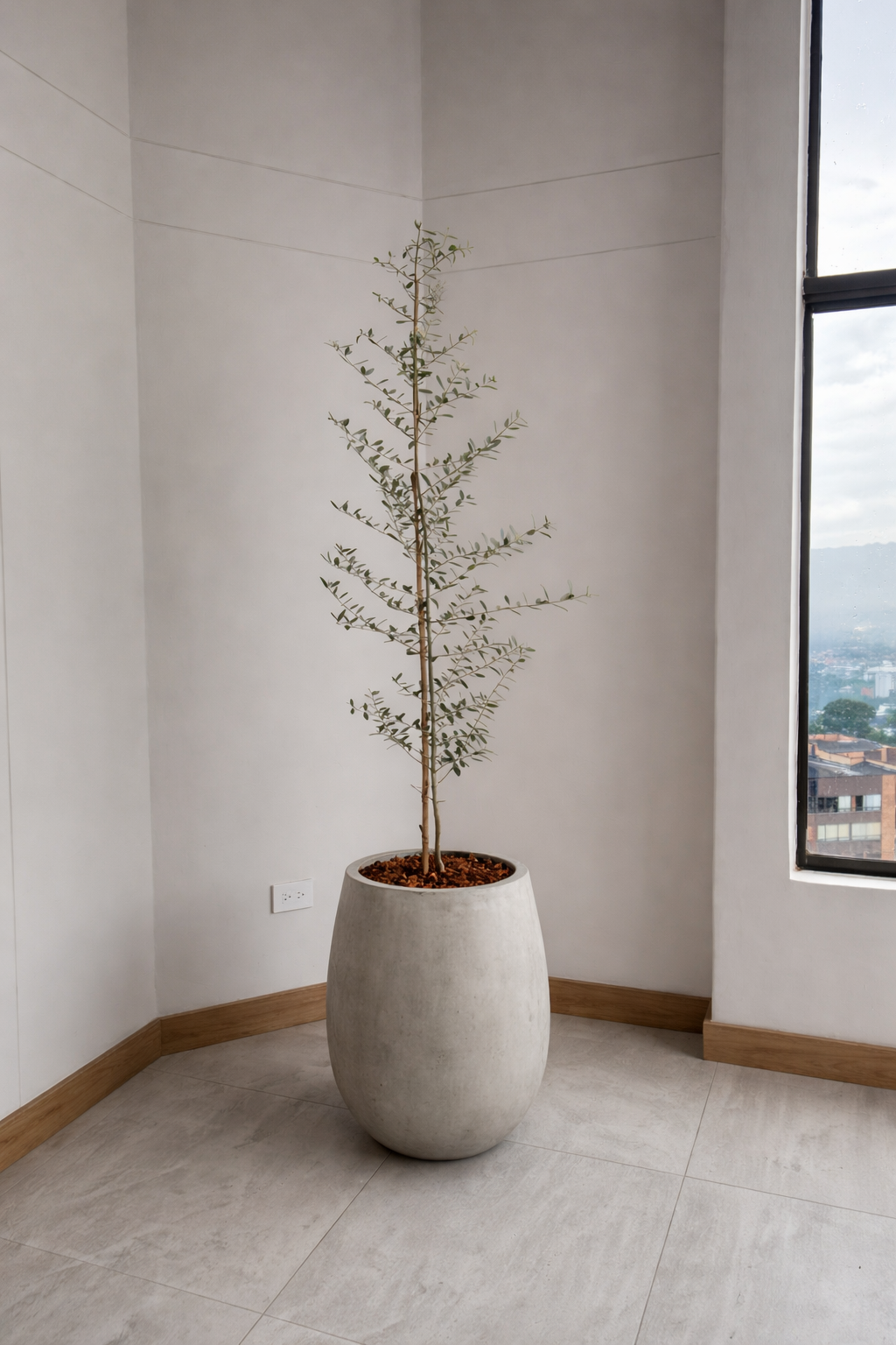 OLIVO - Image 2