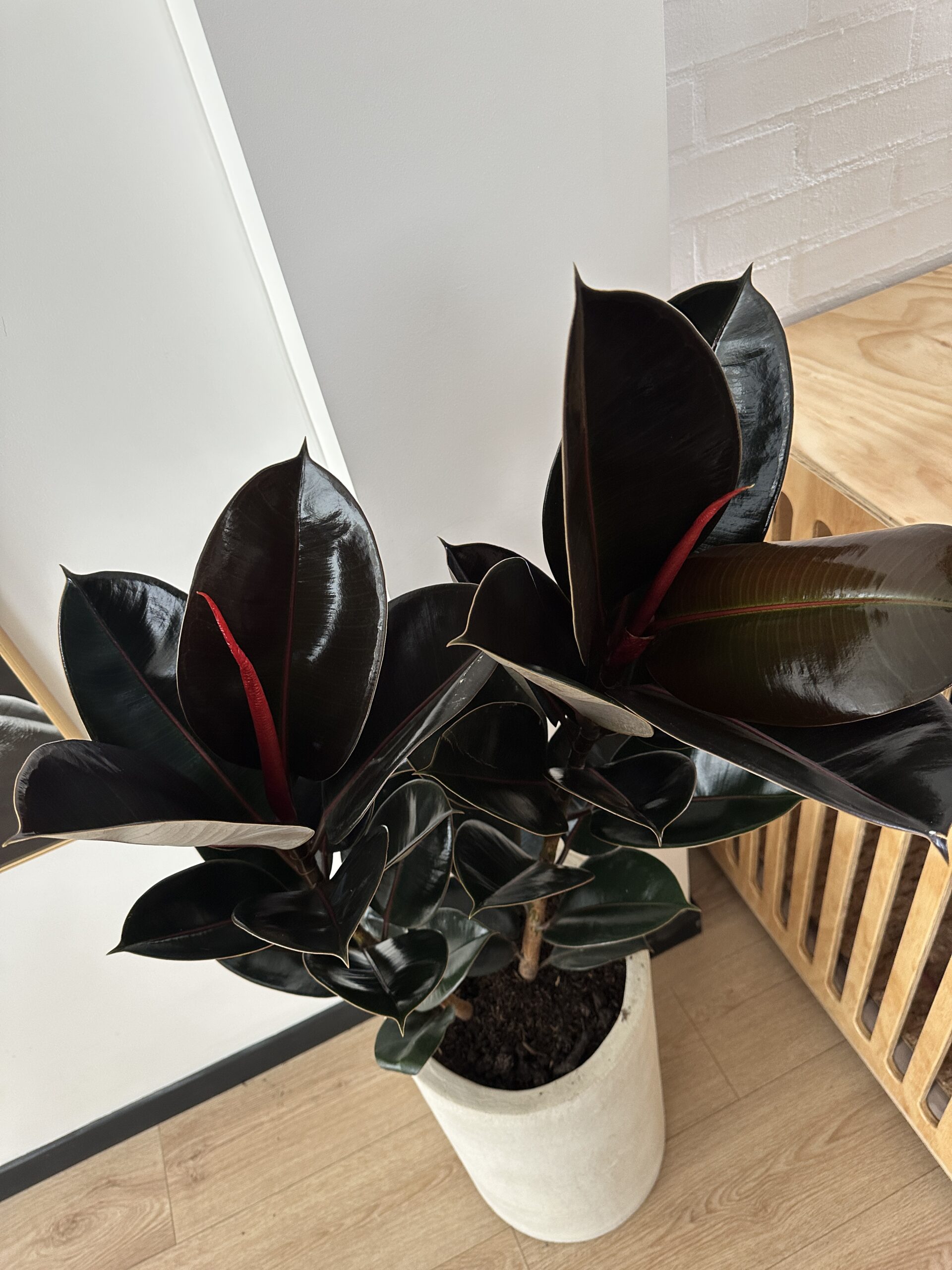 FICUS ELASTICO / CAUCHO - Image 2