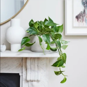 POTHOS O MIAMI