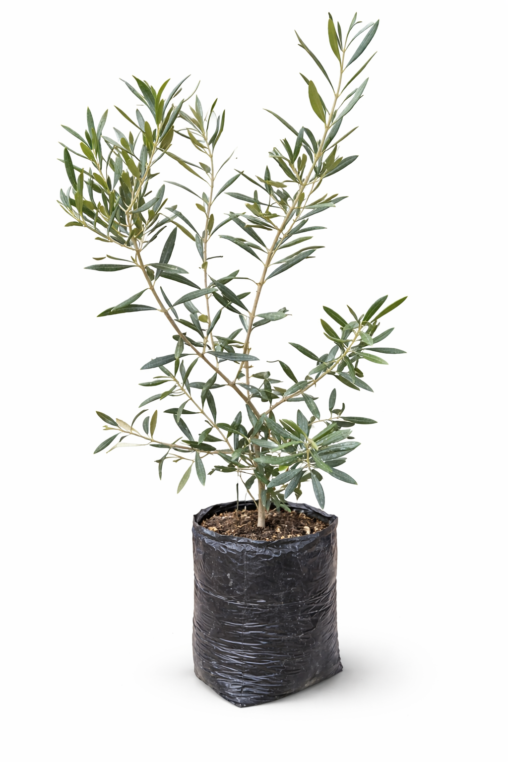 OLIVO - Image 3