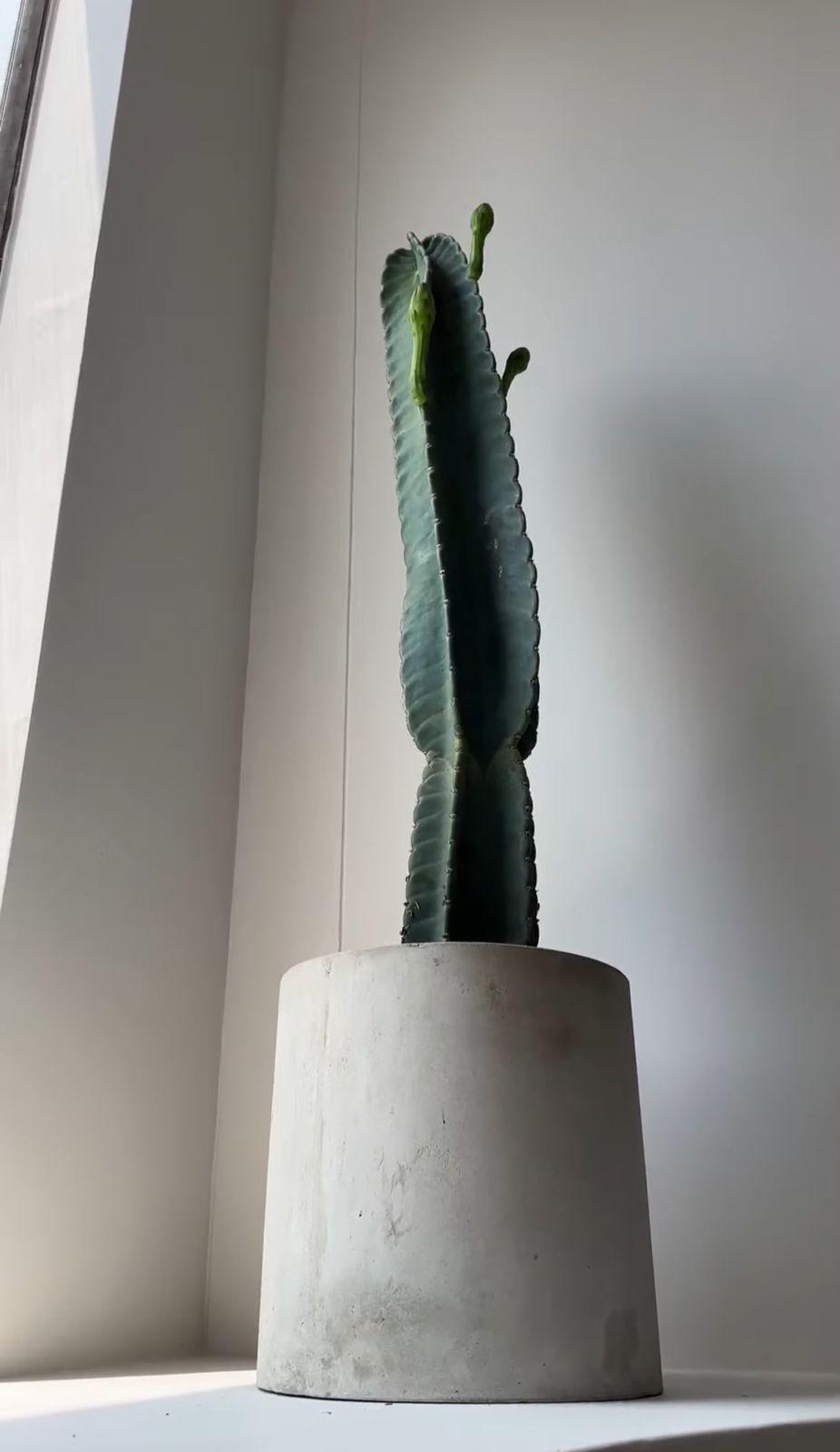 CACTUS CANDELABRO - Image 2
