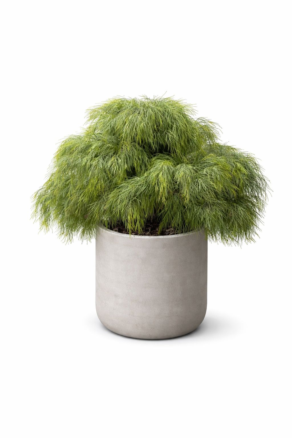 ACACIA COGNATA - Image 3