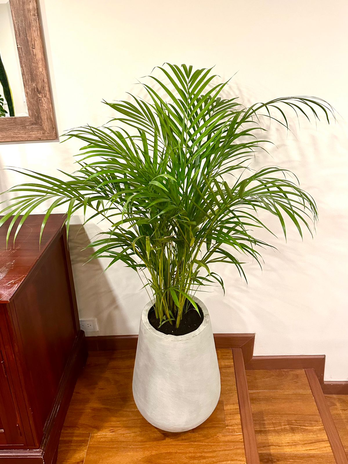 PALMA ARECA - Image 2