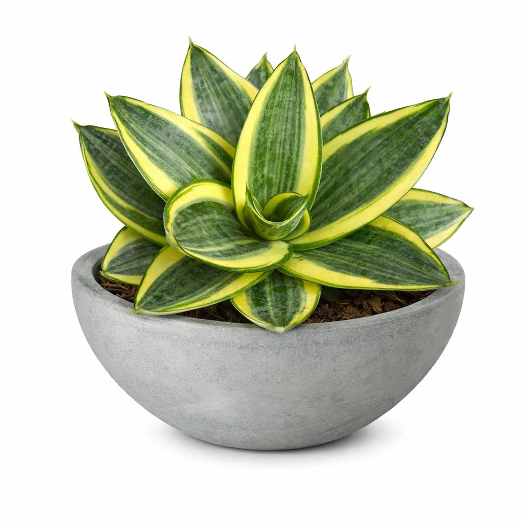 BOWL PEQUEÑOS Y MEDIANOS - Image 4