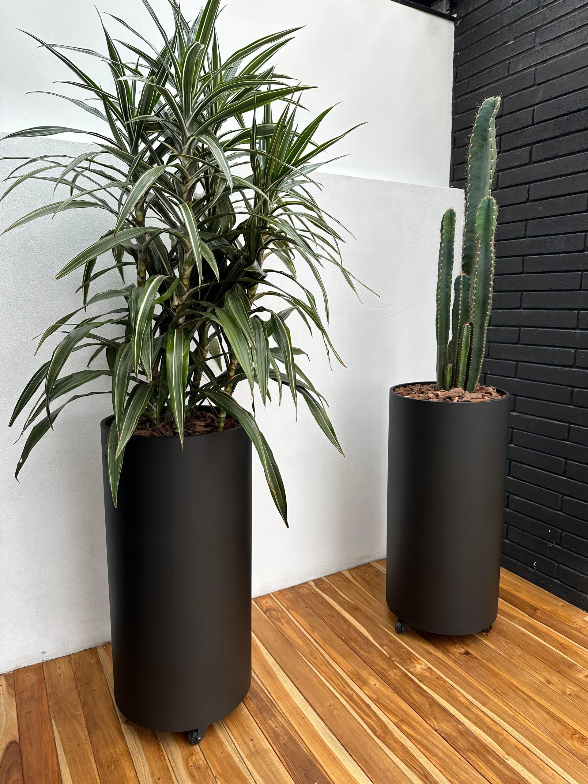 CACTUS CANDELABRO - Image 4