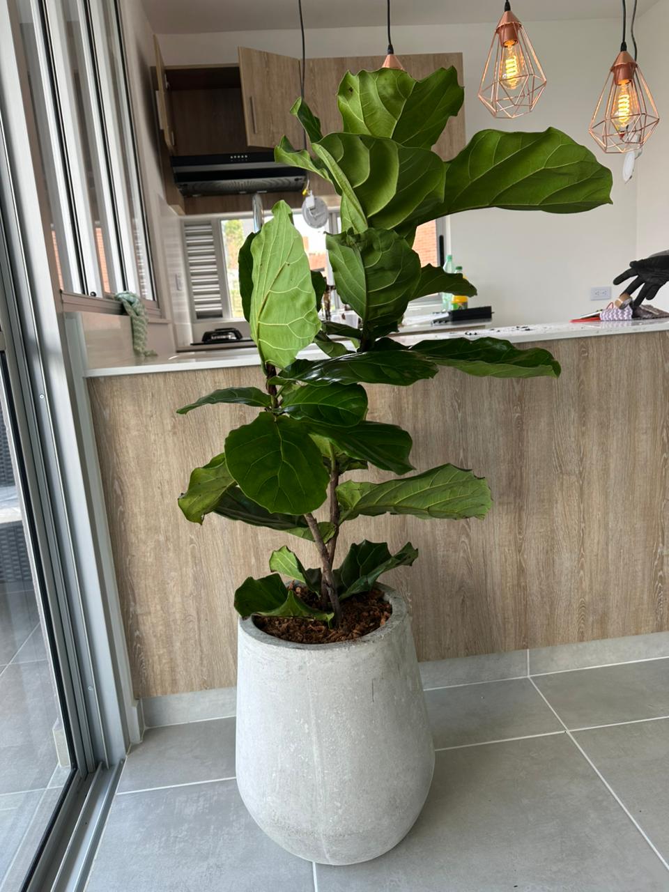 FICUS PANDURATA - Image 5