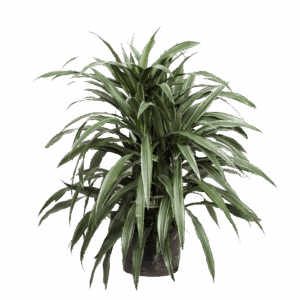 DRACENA WARNEKE