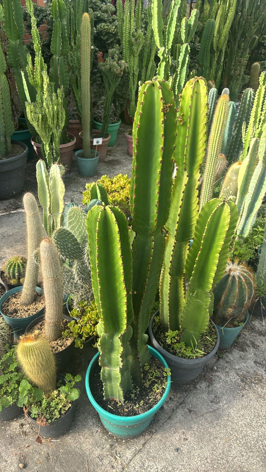 CACTUS CANDELABRO - Image 3