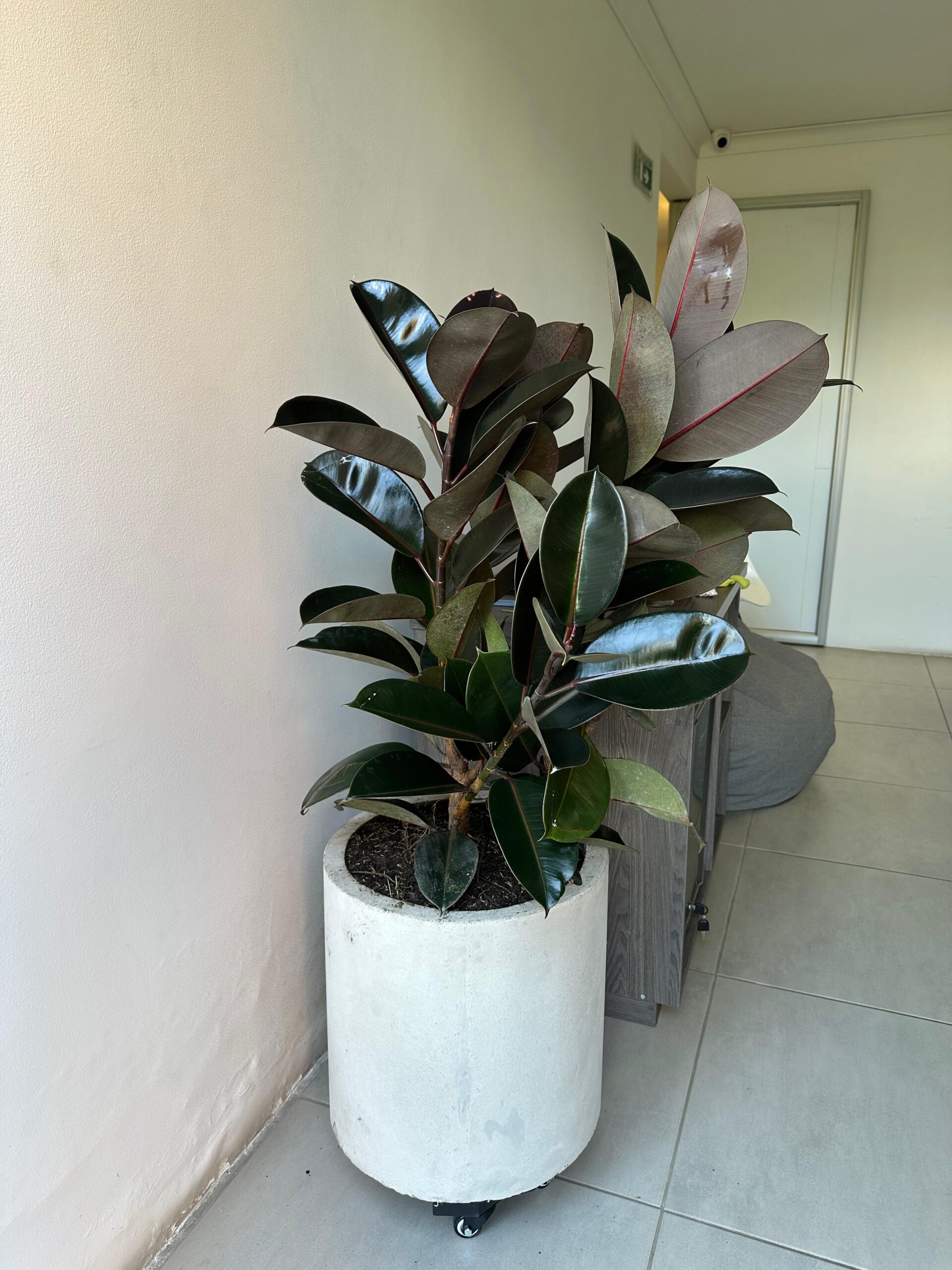 FICUS ELASTICO / CAUCHO - Image 4