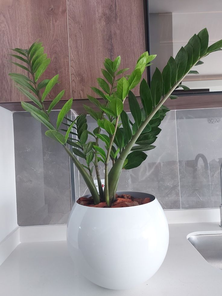 ZAMIOCULCAS ZAMIIFOLIA / ZZ - Image 3